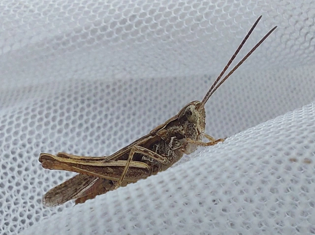 Chorthippus mollis - halk tarlósáska