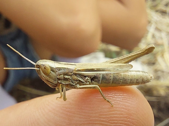 Euchorthippus declivus - rövidszárnyú rétisáska