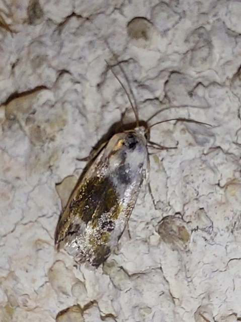 Ponometia candefacta - parlagfűbagoly