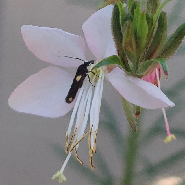 Scythris sinensis - aranyfarú zöldmoly