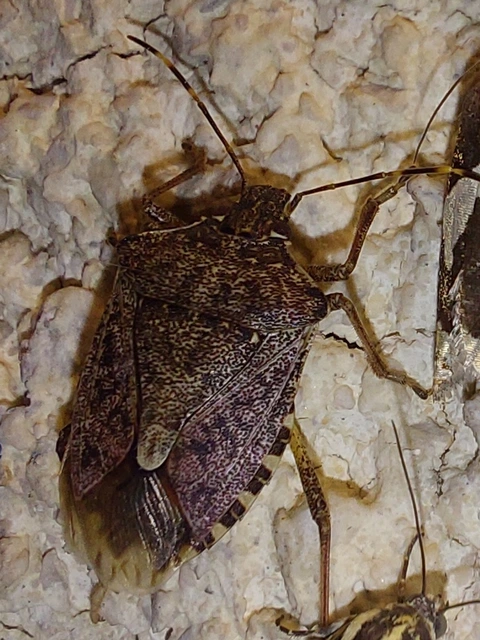 Halyomorpha halys - ázsiai márványospoloska