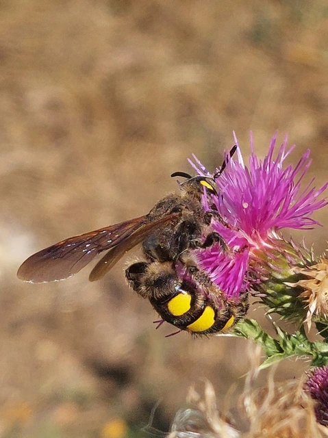 Scoliidae - tőrösdarazsak