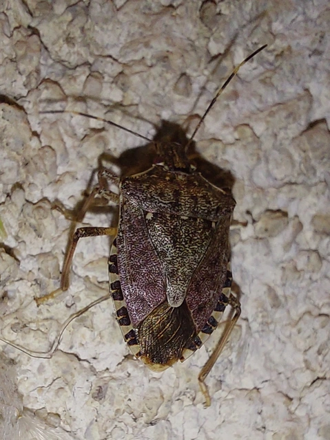Halyomorpha halys - ázsiai márványospoloska