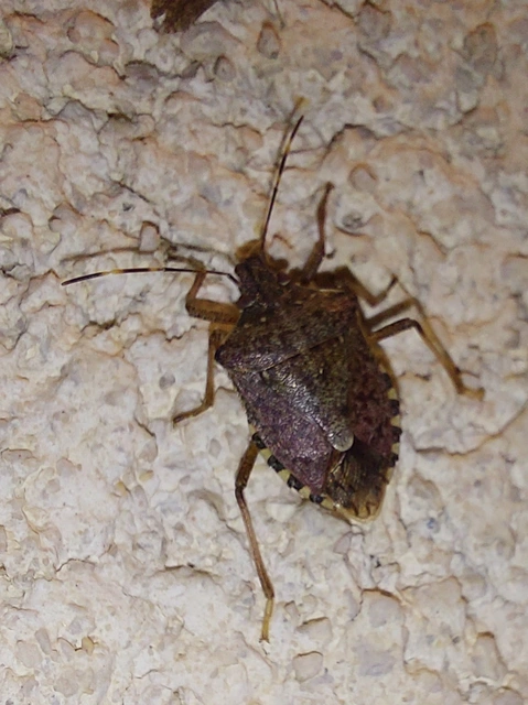 Halyomorpha halys - ázsiai márványospoloska