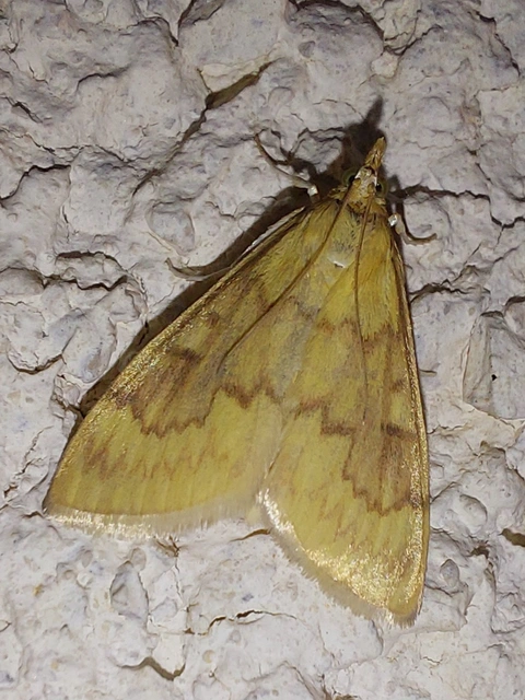 kukoricamoly - Ostrinia nubilalis