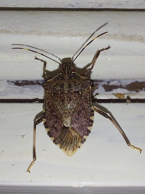Halyomorpha halys - ázsiai márványospoloska