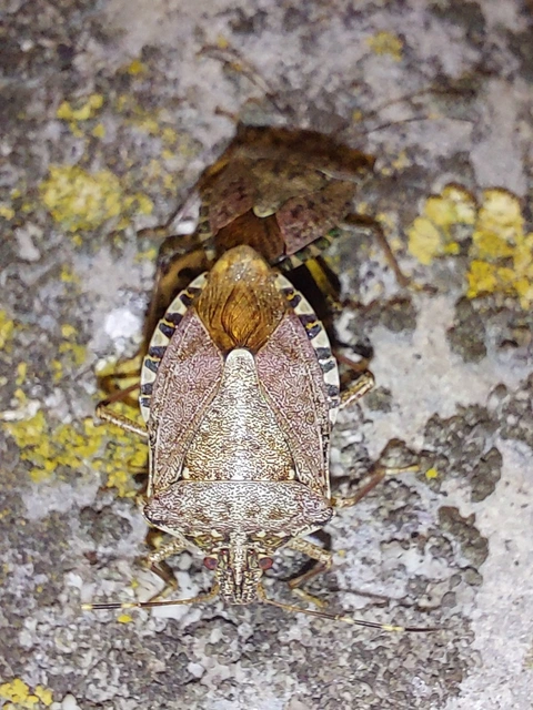 Halyomorpha halys - ázsiai márványospoloska
