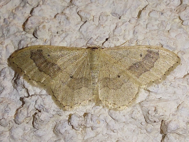nagy sávosaraszoló - Idaea aversata