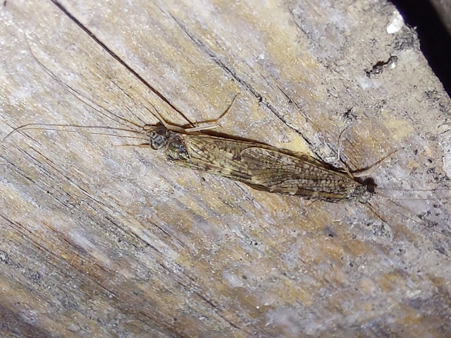Trichoptera - Tegzesek