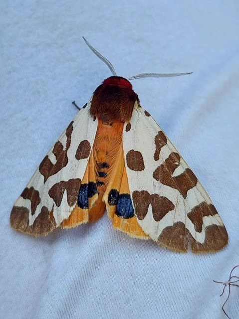 közönséges medvelepke - Arctia caja