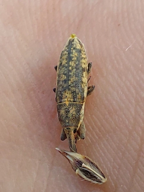 disznóparéj-dudvabarkó - Lixus subtilis