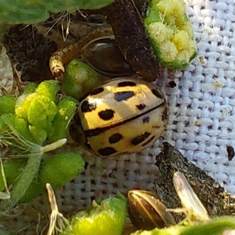 Propylea quatuordecimpunctata - tizennégypettyes füsskata