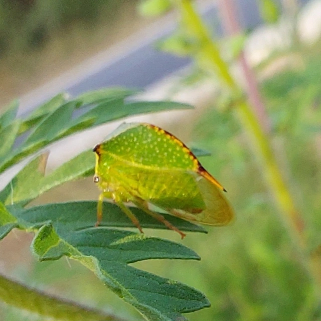 Stictocephala bisonia - bivalykabóca