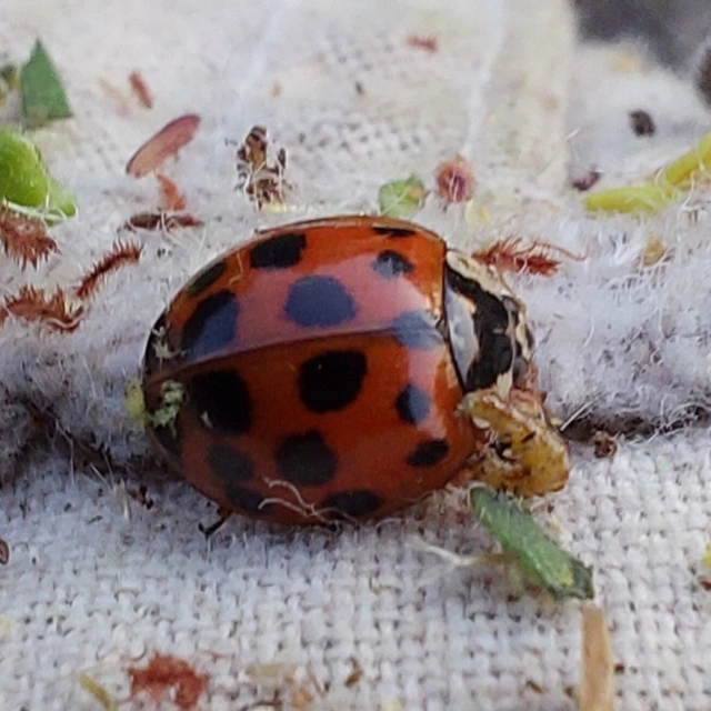 Harmonia axyridis - harlekinkatica