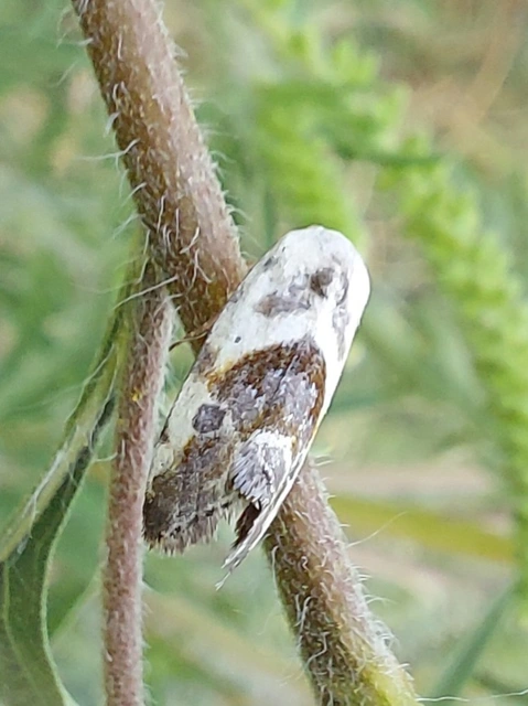 Ponometia candefacta - parlagfűbagoly