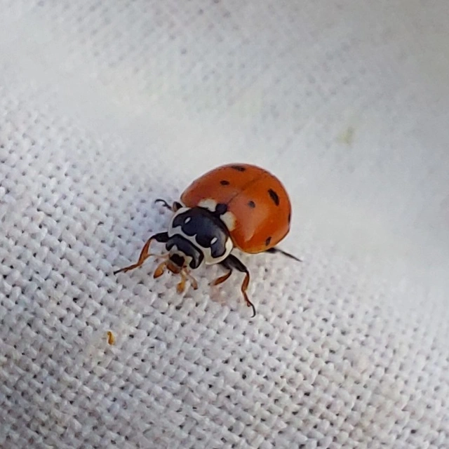 Hippodamia variegata - tizenhárompettyes katica