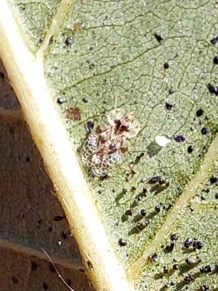 tölgy csipkéspoloska - Corythucha arcuata