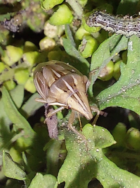 csőrös szipolypoloska - Aelia rostrata