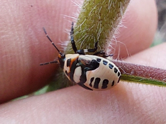 Perillus bioculatus