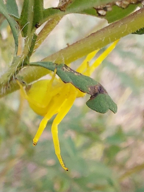 viráglakó karolópók - Misumena vatia