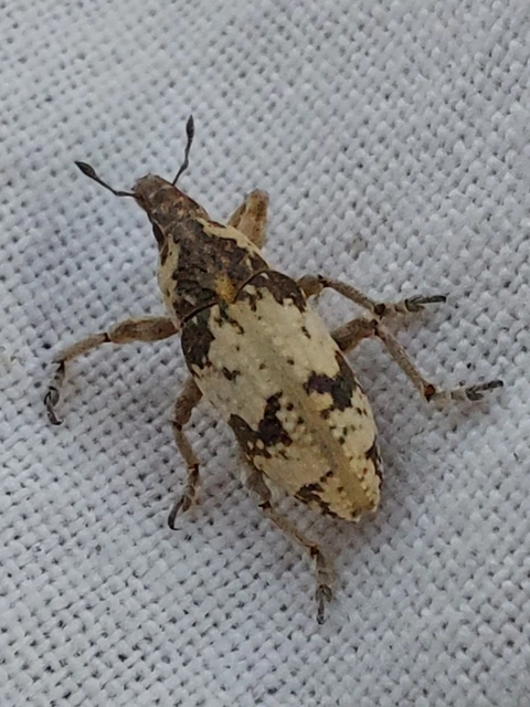 sávos barkó - Bothynoderes affinis