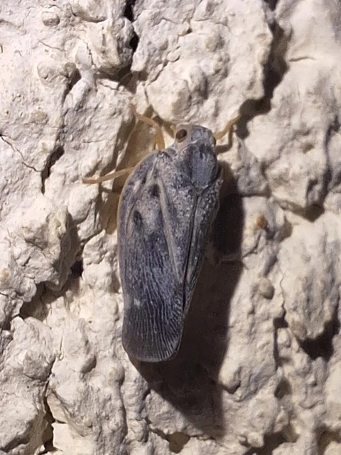 Metcalfa pruinosa - amerikai lepkekabóca