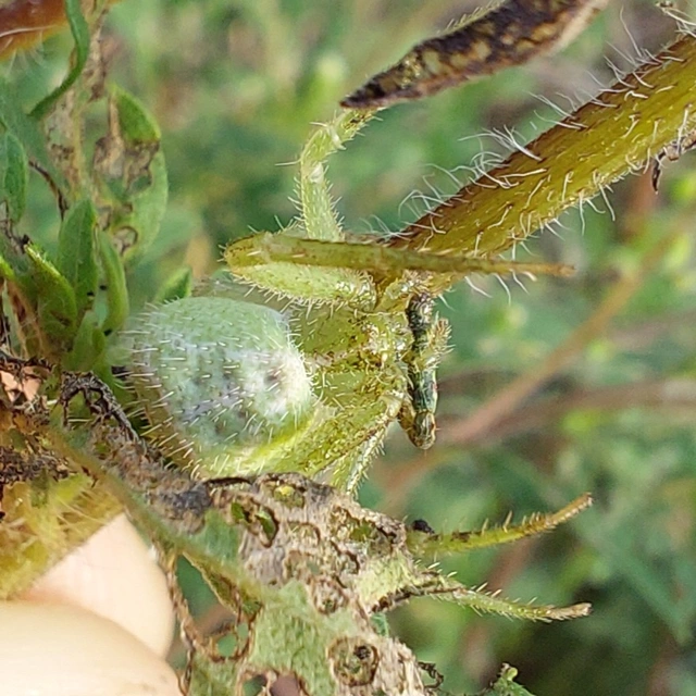 Heriaeus graminicola/hirtus