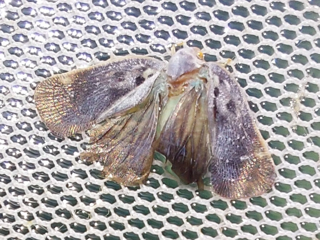 Metcalfa pruinosa - amerikai lepkekabóca