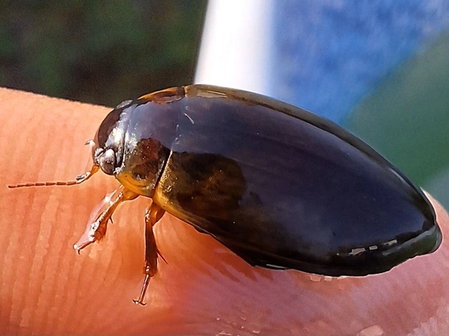 gyakori recéscsíkbogár - Colymbetes fuscus