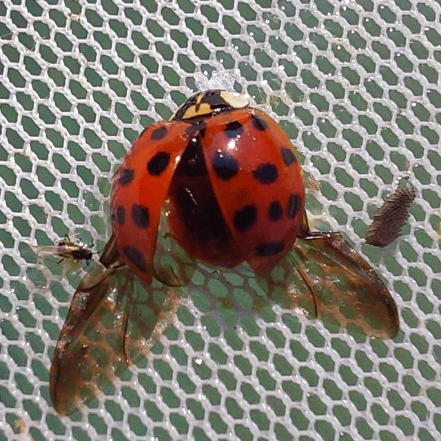 Harmonia axyridis - harlekinkatica