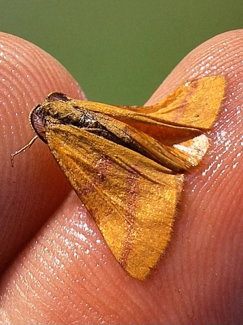 bíborsávos araszoló - Lythria purpuraria