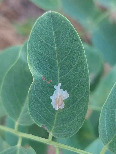 akáclevél-hólyagosmoly - Parectopa robiniella