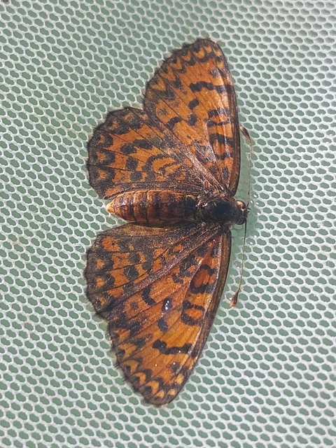 kis tarkalepke - Melitaea trivia