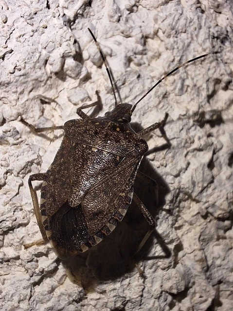 Halyomorpha halys - ázsiai márványospoloska