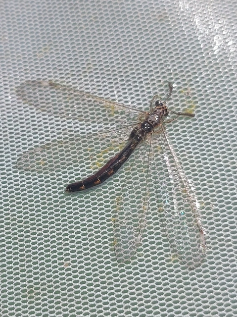 parti hangyaleső - Myrmeleon inconspicuus