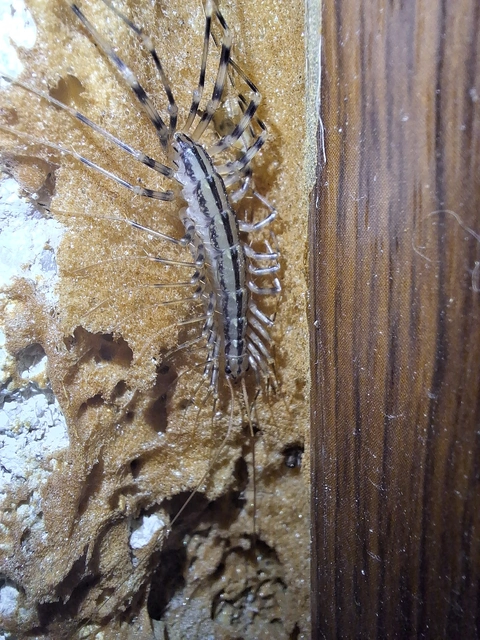 Scutigera coleoptrata - légyölő pókszázlábú