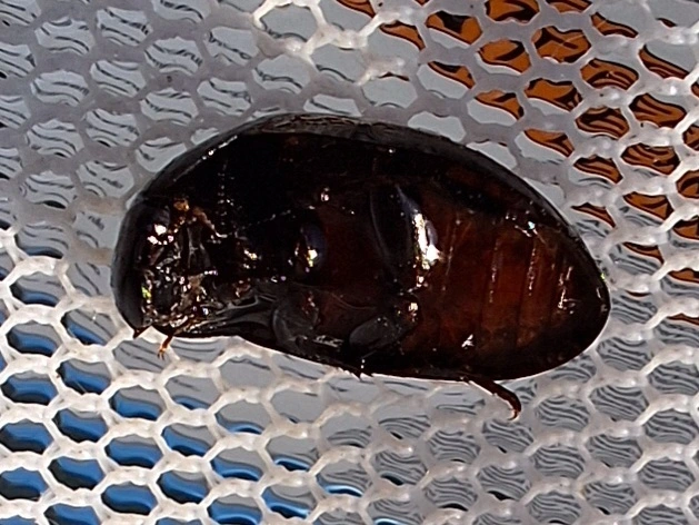 Limnoxenus niger - fekete csibor