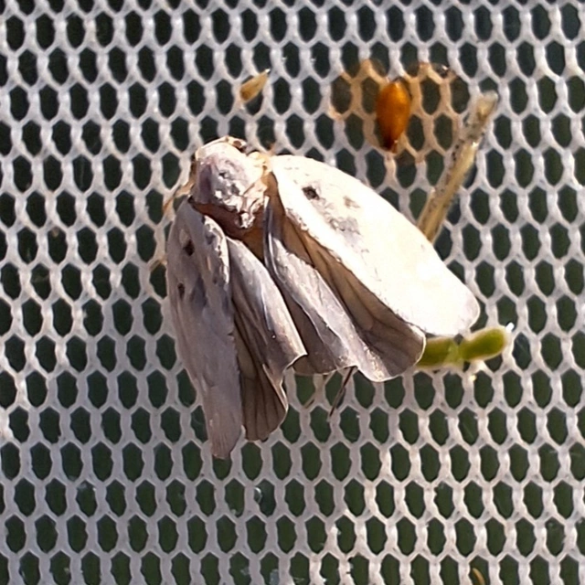 Metcalfa pruinosa - amerikai lepkekabóca