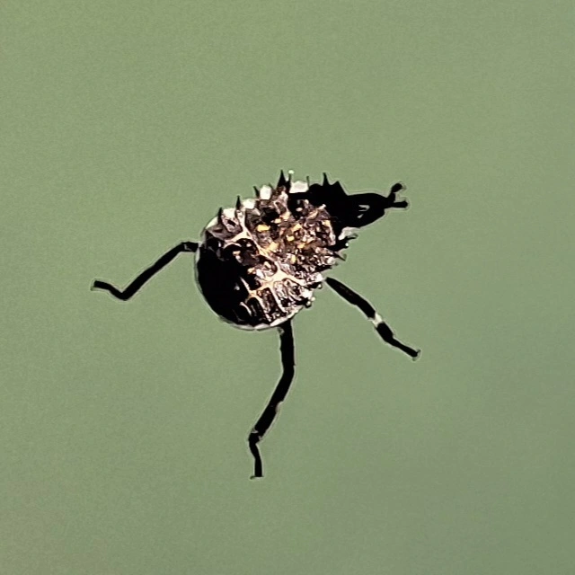 Halyomorpha halys - ázsiai márványospoloska