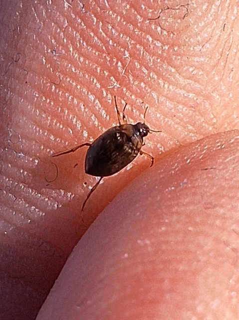 Haliplus lineatocollis