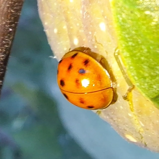 Harmonia axyridis - harlekinkatica