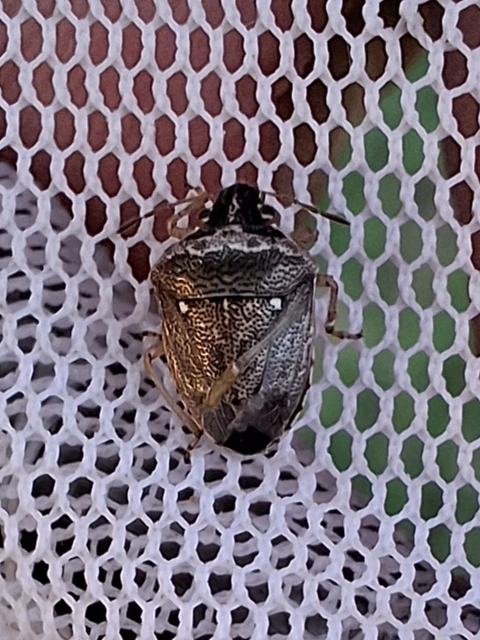 Eysarcoris ventralis - fakó feketefejű-poloska Eysarcoris ventralis - fakó feketefejű-poloska