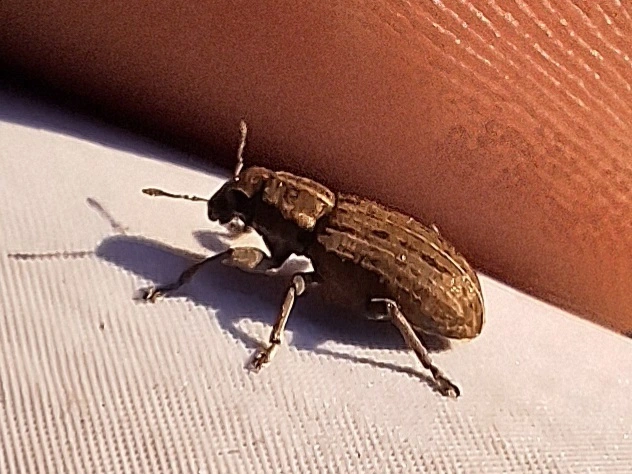 nagy csipkézőbogár - Sitona puncticollis