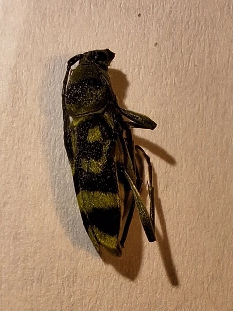 díszes darázscincér - Chlorophorus varius