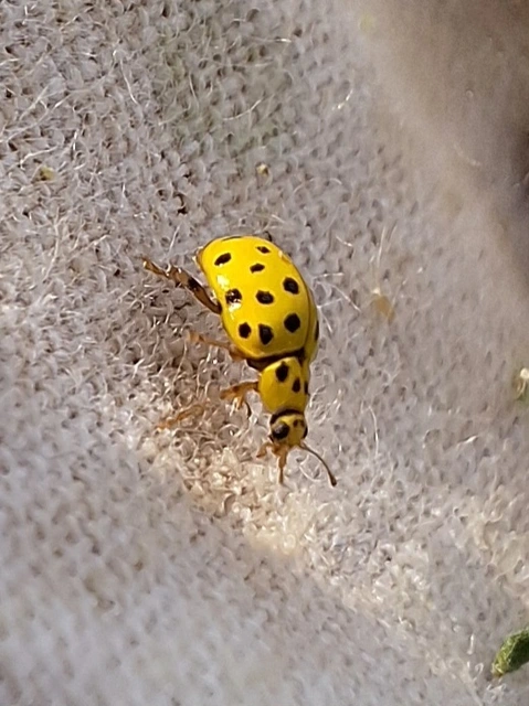Psyllobora vigintiduopunctata - huszonkétpettyes katica