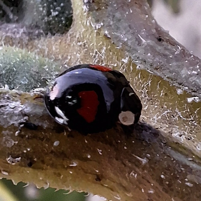Harmonia axyridis - harlekinkatica