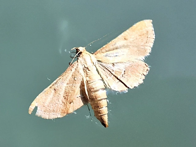 tüzesszárnyú fényilonca - Endotricha flammealis