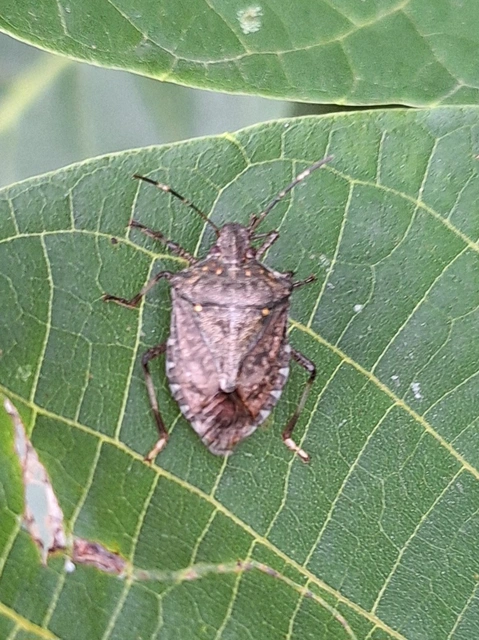 Halyomorpha halys - ázsiai márványospoloska