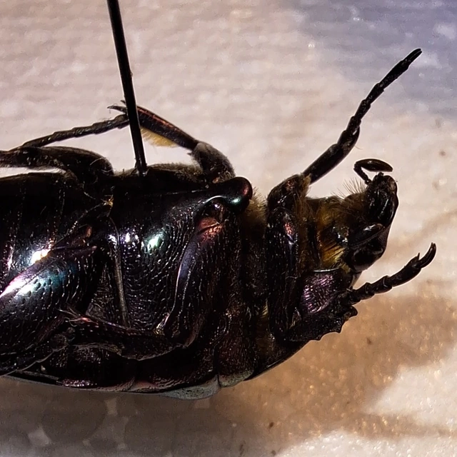 olajzöld virágbogár - Protaetia cuprea obscura