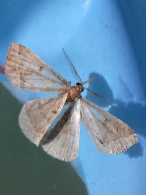 tollascsápú karcsúbagoly - Pechipogo plumigeralis